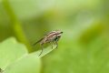 Pherbellia cinerella